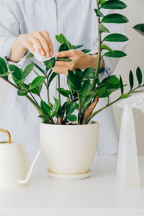 發財樹禁忌|風水植物｜不只富貴竹！7款招財/招桃花植物推介+不 